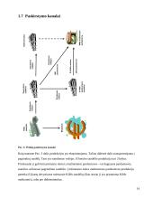 Traškučių gamybos procesas KiMs įmonėje 14 puslapis