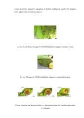 Siloso gamybos technologijos ir mašinos 6 puslapis