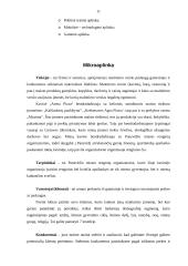 Marketingo planas: kavinė "Arena Pizza" 10 puslapis