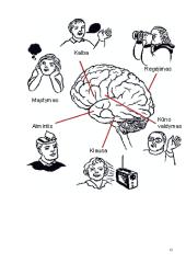 Psichologijos pagrindai 15 puslapis