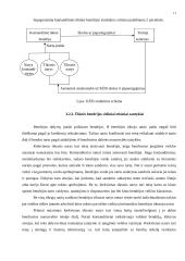 Ribotos bei neribotos civilinės atsakomybės asmenys 10 puslapis