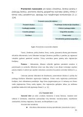 Steigėjo ir verslo subjekto nuosavybės teisės santykis 11 puslapis