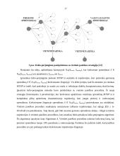 Vakarų Lietuvos verslo kolegijos (VLVK) tvarkaraščių sudarymo sistemos projektas 17 puslapis