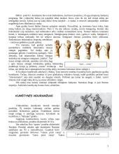 Bokso istorija 3 puslapis