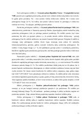 Įmonės finansų analizė: statybos darbai UAB "Litvarus" 11 puslapis