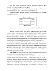 Įmonės marketingo mikroaplinka: UAB "Bitė GSM" 5 puslapis