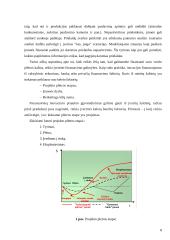 Inovacinis projektas: informacinė-pramoginė laida jaunimui 8 puslapis