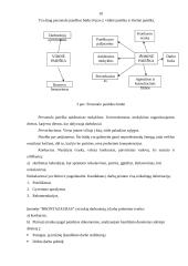 Interneto paslaugos populiarumas Visagino mieste: UAB "Akvanautas" 10 puslapis