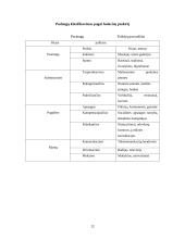Interneto paslaugų pasirinkimo tyrimas 11 puslapis