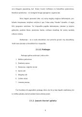 Investicinis projekto įvertinimas 8 puslapis