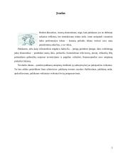 Palūkanų normos ir jas veikiantys veiksniai 3 puslapis