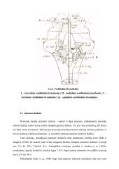 Sporto šakos įtaka vestibiulinio analizatoriaus funkcijai 11 puslapis
