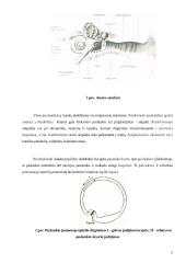 Sporto šakos įtaka vestibiulinio analizatoriaus funkcijai 8 puslapis