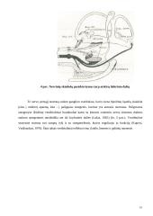 Sporto šakos įtaka vestibiulinio analizatoriaus funkcijai 10 puslapis