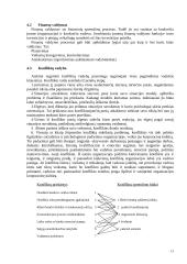 Vadybos medis - vadybos teorijų išraiška 13 puslapis