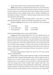 Verslo planas: mergvakarių ir bernvakarių organizavimas 13 puslapis