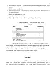 Verslo planas: Petro Petraičio kaimo turizmo sodyba 14 puslapis