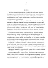 Verslo planas: sportinės, ekstremalios ir pažintinės kelionės UAB "Panemunės trasa" 2 puslapis