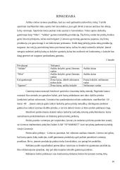 Verslo planas: sportinių marškinėlių, šortų gamyba ir pardavimas UAB "Sportex" 10 puslapis