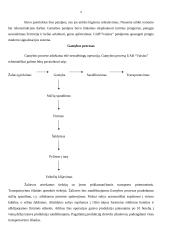 Verslo planas: sulčių gamyba UAB "Vaisius" 9 puslapis