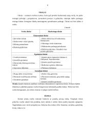 Verslo planas: turizmo įmonė UAB "Dolibra" 8 puslapis