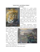 Estetika filme „Geišos išpažintis“ 8 puslapis