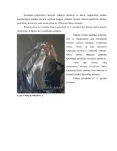 Estetika filme „Geišos išpažintis“ 9 puslapis