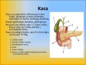 Gliukozės apykaitos reguliacija. Cukrinis diabetas 4 puslapis