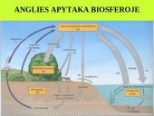 Organizmas ir aplinka Žemėje 13 puslapis