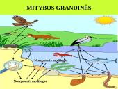 Organizmas ir aplinka Žemėje 3 puslapis