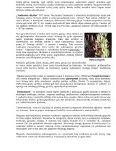 "Juodieji rūkaliai" ir sierinės ekosistemos 2 puslapis