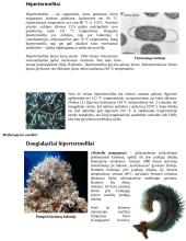 "Juodieji rūkaliai" ir sierinės ekosistemos 4 puslapis