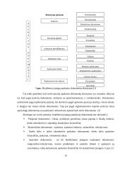 Apskaitos organizavimas viešojo sektoriaus organizacijose ir verslo įmonėje 15 puslapis