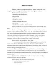 Bendrovės steigimo būdai, kapitalas ir steigimo dokumentai 7 puslapis