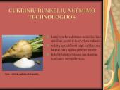 Cukrinių runkelių nuėmimo technologijos ir mašinos naudojamos Lietuvoje 3 puslapis