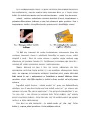 Svarbiausi dalykinio bendravimo ypatumai Kinijoje 8 puslapis