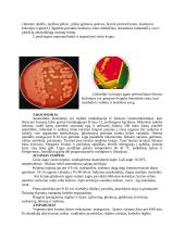 Ėriukų dezinterija, enterotoksemija 4 puslapis