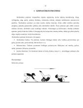 Gimnastikos ir aerobikos pratimai: metodika, poveikis 12 puslapis
