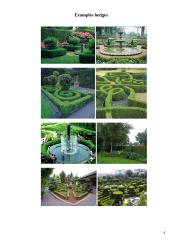 Hedges in gardens 7 puslapis