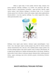 Kompleksinių trąšų panaudojimas augalų augimo procese 4 puslapis