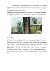 Kompleksinių trąšų panaudojimas augalų augimo procese 5 puslapis