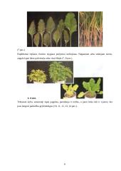 Kompleksinių trąšų panaudojimas augalų augimo procese 6 puslapis