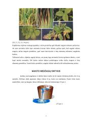 Kompleksinių trąšų panaudojimas augalų augimo procese 7 puslapis