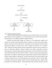 Medieną skaldantys mikroorganizmai 11 puslapis