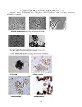 Medieną skaldantys mikroorganizmai 14 puslapis