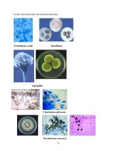 Medieną skaldantys mikroorganizmai 15 puslapis