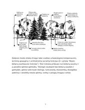 Miesto želdynų urbanistinė reikšmė ir jų svarbiausios funkcijos 5 puslapis