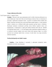 Prostatos chirurginės ligos 11 puslapis