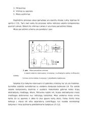 Alaus gamybos technologija 20 puslapis