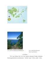 Baltijos jūros raida, geografija, tarša bei iškasenos 12 puslapis